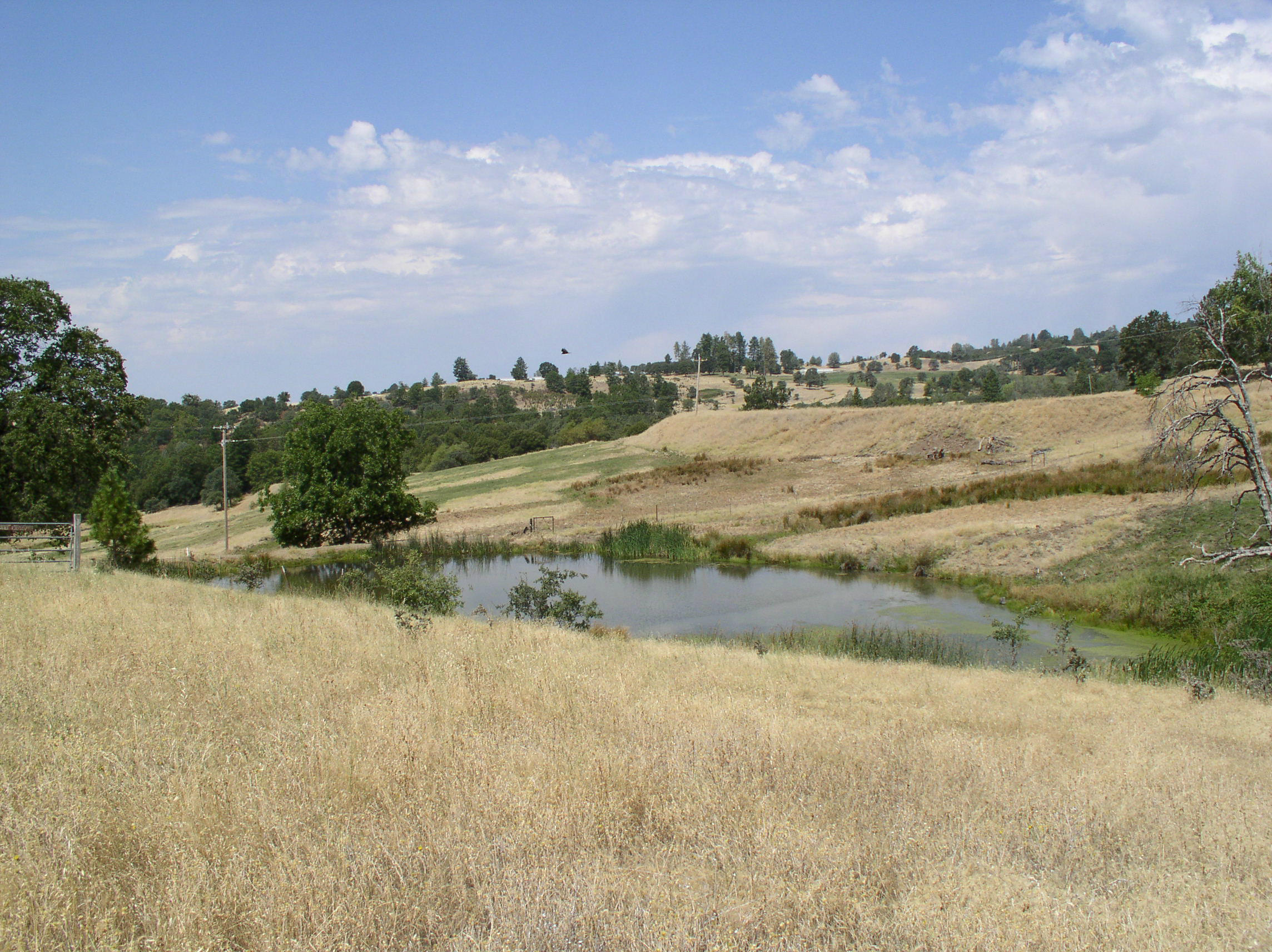 12318 Fern Road Whitmore, CA 96096 - Photo 32 of 34 Shared Pond