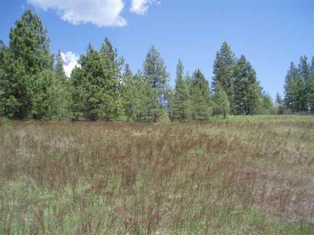 53-xx Olinger Road Springdale, WA 99173 - Photo 3 of 7