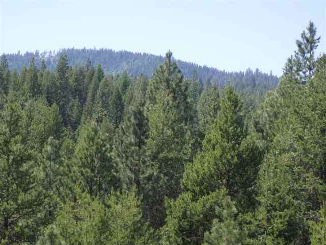 53-xx Olinger Road Springdale, WA 99173 - Photo 4 of 7