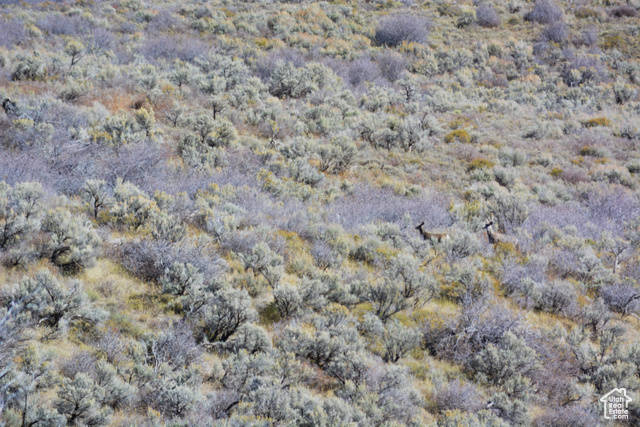 900 West Smit Road Georgetown, ID 83239 - Photo 36 of 52 Deer