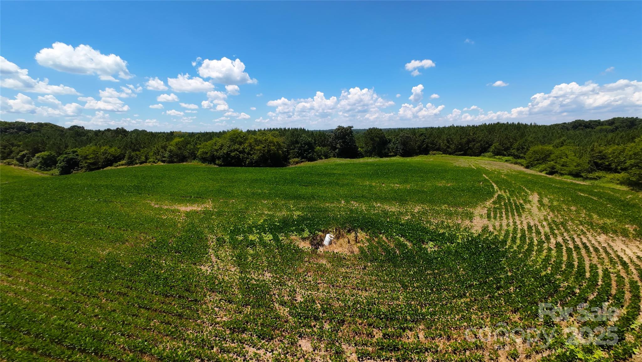1455 Bonnie Ross Road Polkton, NC 28135 - Photo 14 of 18