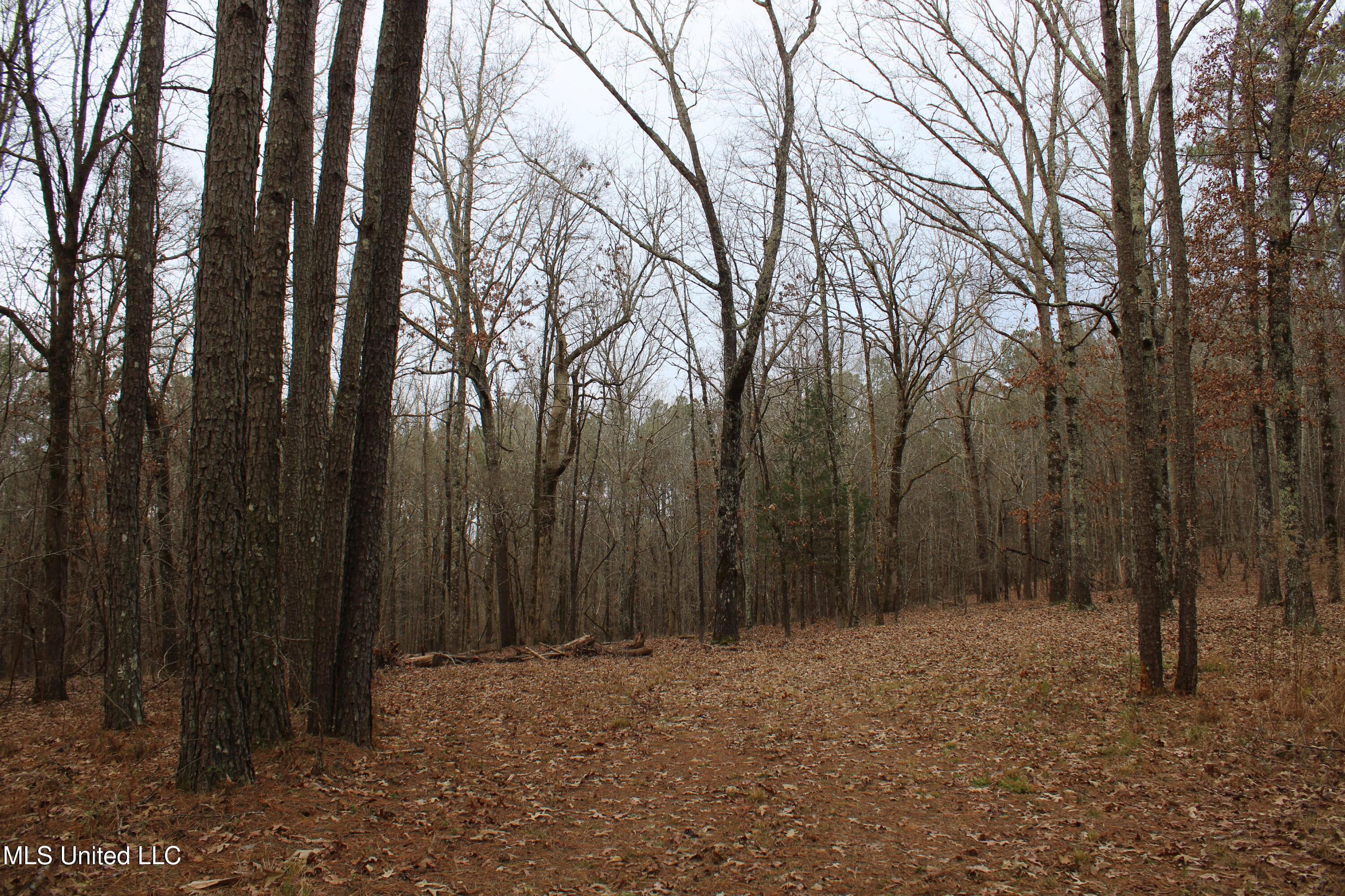 2 D O Road Lamar, MS 38642 - Photo 61 of 98 IMG_5282