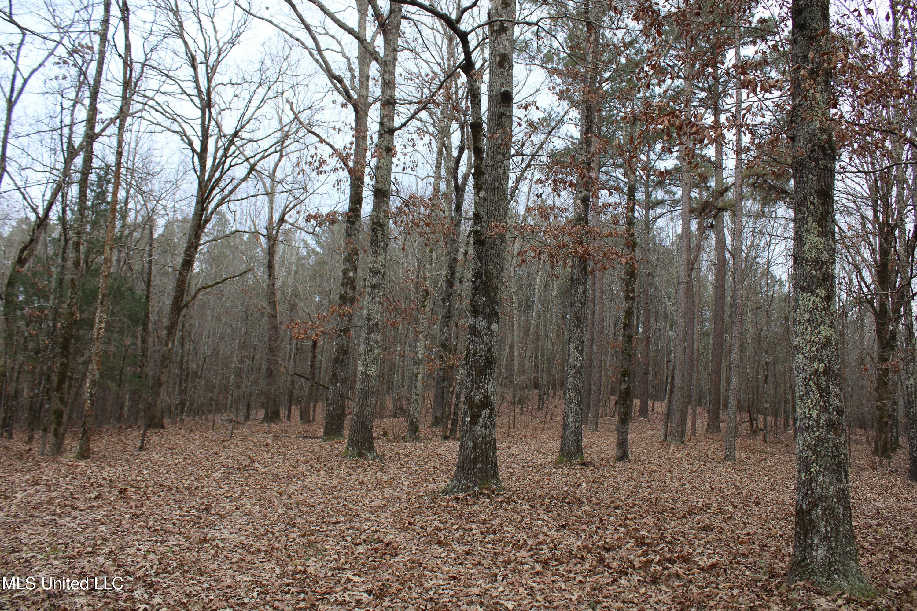 2 D O Road Lamar, MS 38642 - Photo 62 of 98 IMG_5283