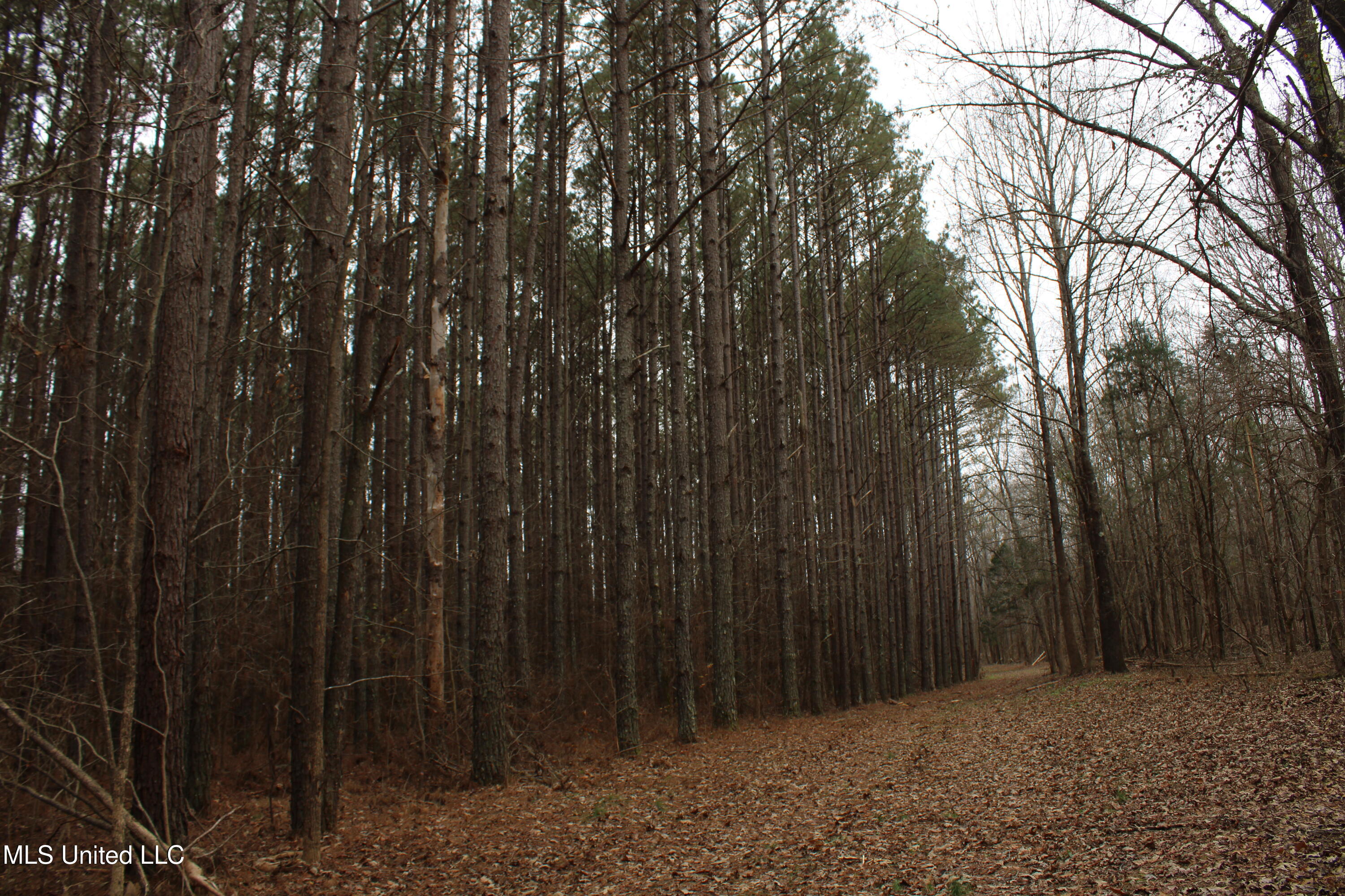 2 D O Road Lamar, MS 38642 - Photo 89 of 98 IMG_5310