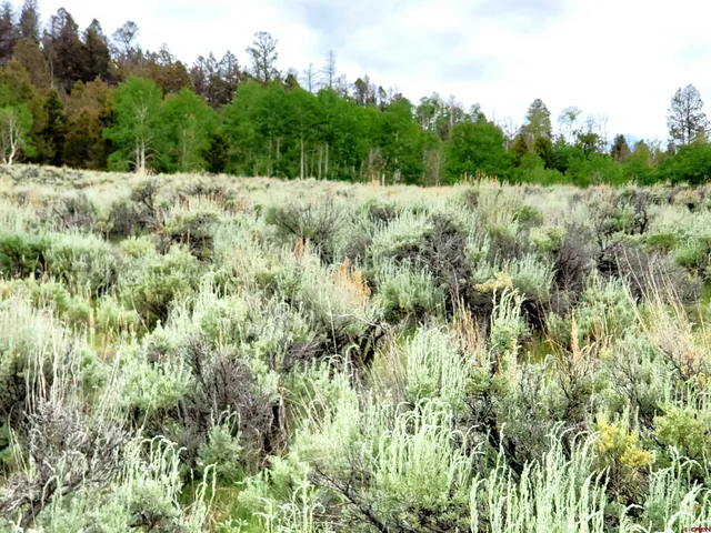 a view of a lush green forest with lots of trees