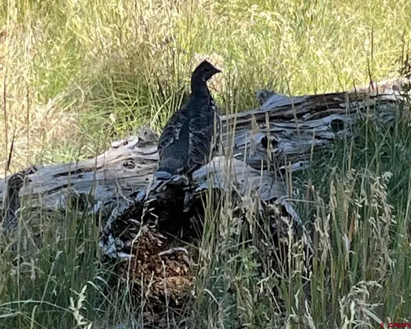 $60,000 | 3662-63 County Road 25, Powderhorn, CO 81243