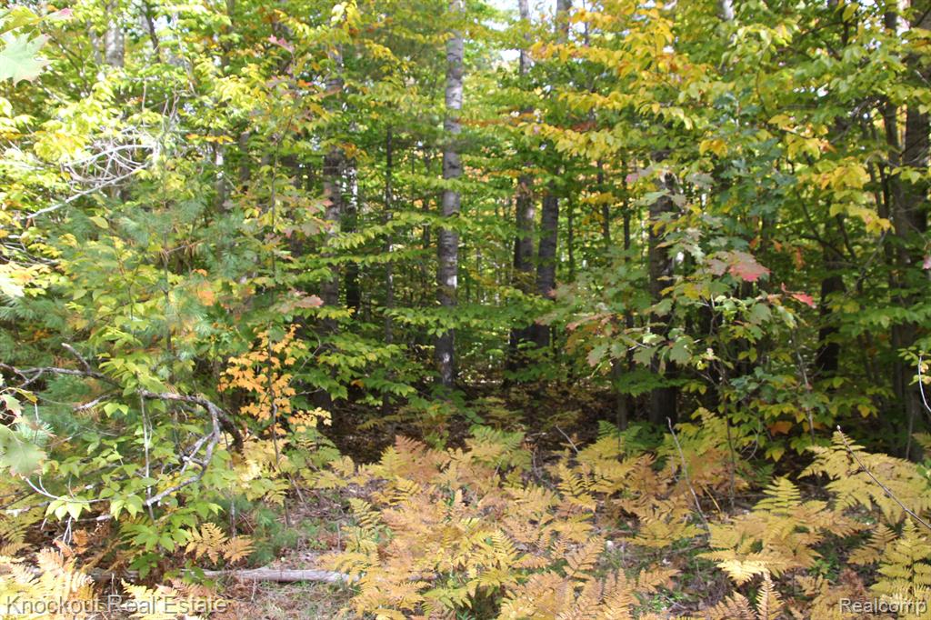 0 McCormick Road Cheboygan, MI 49721 - Photo 3 of 14