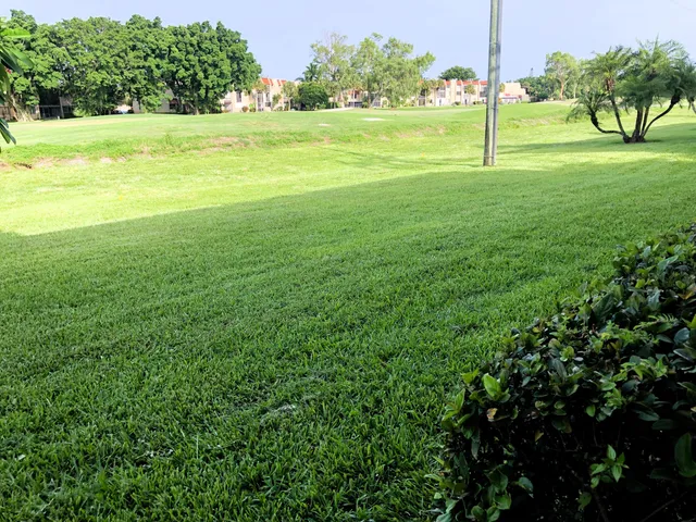 a view of a big yard with a palm trees