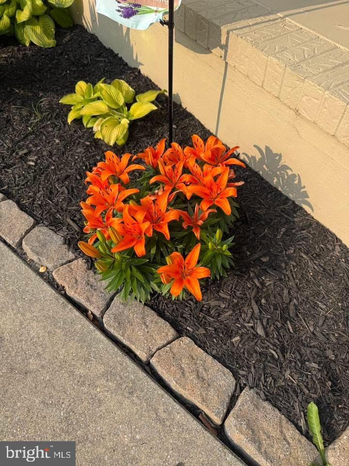 1249 Sassafras Drive Vineland, NJ 08360 - Photo 34 of 34 a picture of flowers