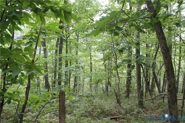 a view of a forest with trees