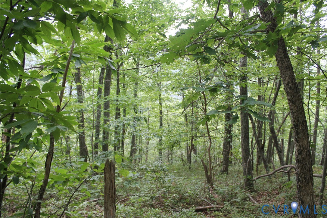 Tbd Fox Run Lane Waynesboro, VA 22980 - Photo 22 of 42 a view of a forest