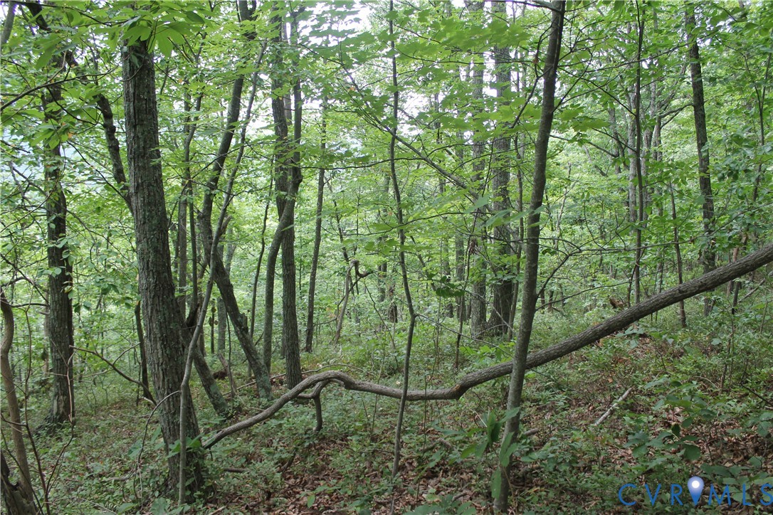 Tbd Fox Run Lane Waynesboro, VA 22980 - Photo 23 of 42 a view of a lush green forest