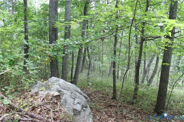 a view of a lush green forest