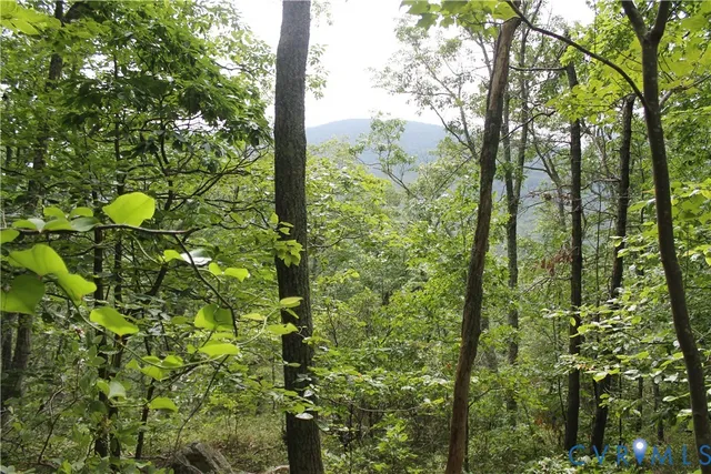 a view of a lush green forest