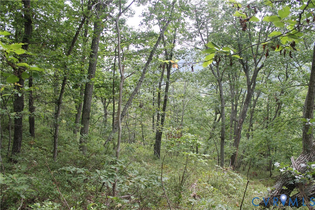 Tbd Fox Run Lane Waynesboro, VA 22980 - Photo 26 of 42 a view of a lush green forest