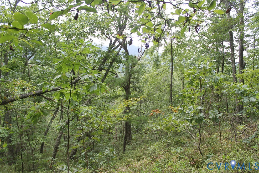 Tbd Fox Run Lane Waynesboro, VA 22980 - Photo 27 of 42 a view of a lush green forest