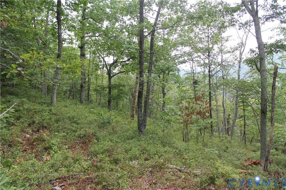 Tbd Fox Run Lane Waynesboro, VA 22980 - Photo 28 of 42 a view of a lush green forest