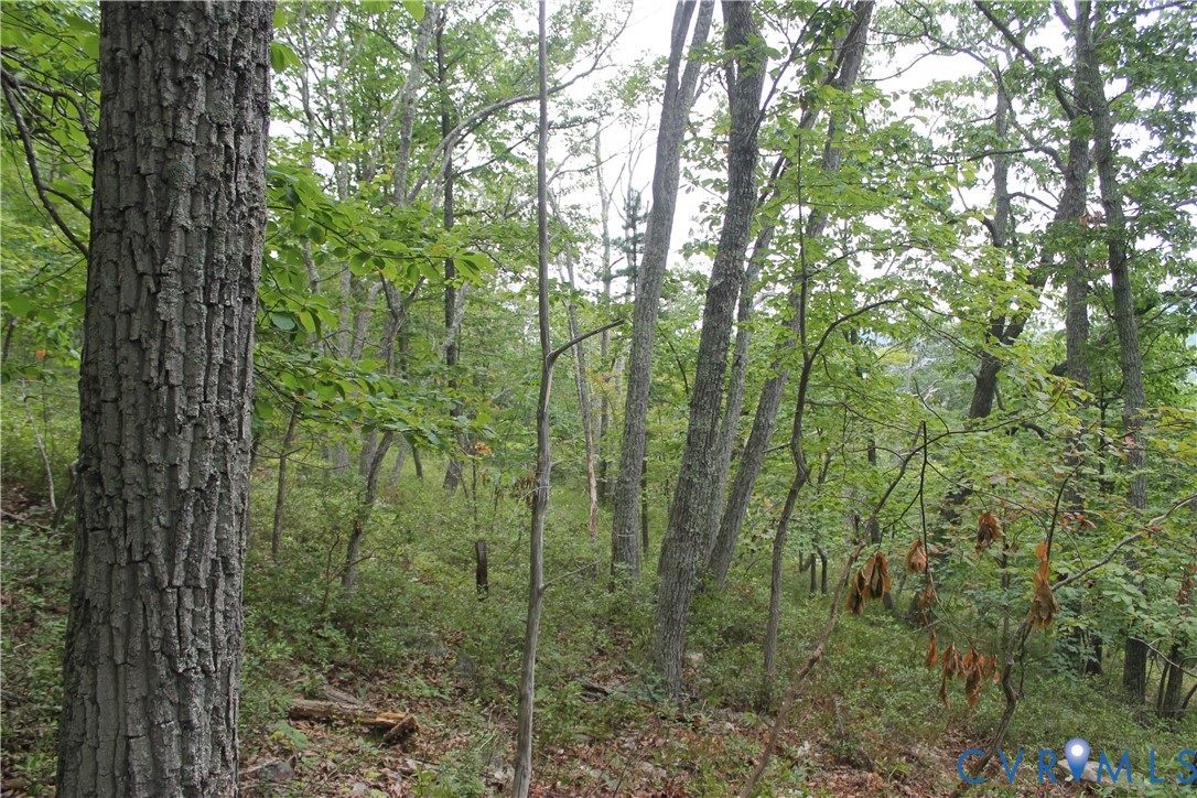 Tbd Fox Run Lane Waynesboro, VA 22980 - Photo 29 of 42 a view of a forest that has a tree in the background