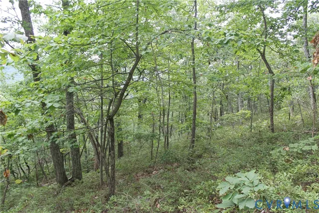 a view of a forest with trees