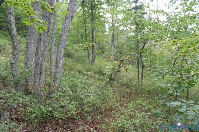 a view of a forest with trees