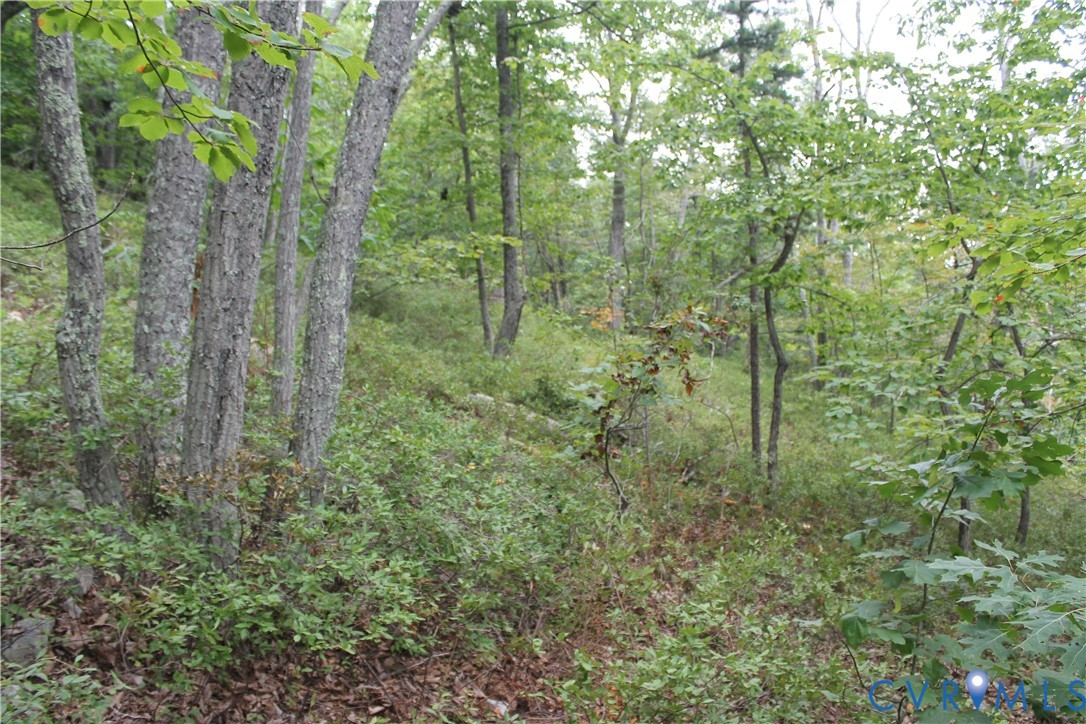 Tbd Fox Run Lane Waynesboro, VA 22980 - Photo 32 of 42 a view of a forest with trees and bushes