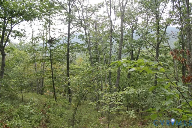 a view of a forest with trees