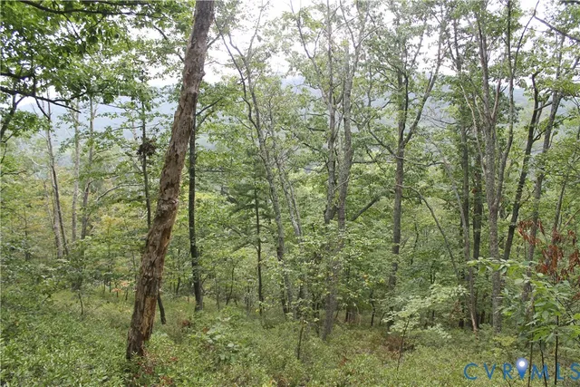 a view of a forest with a tree