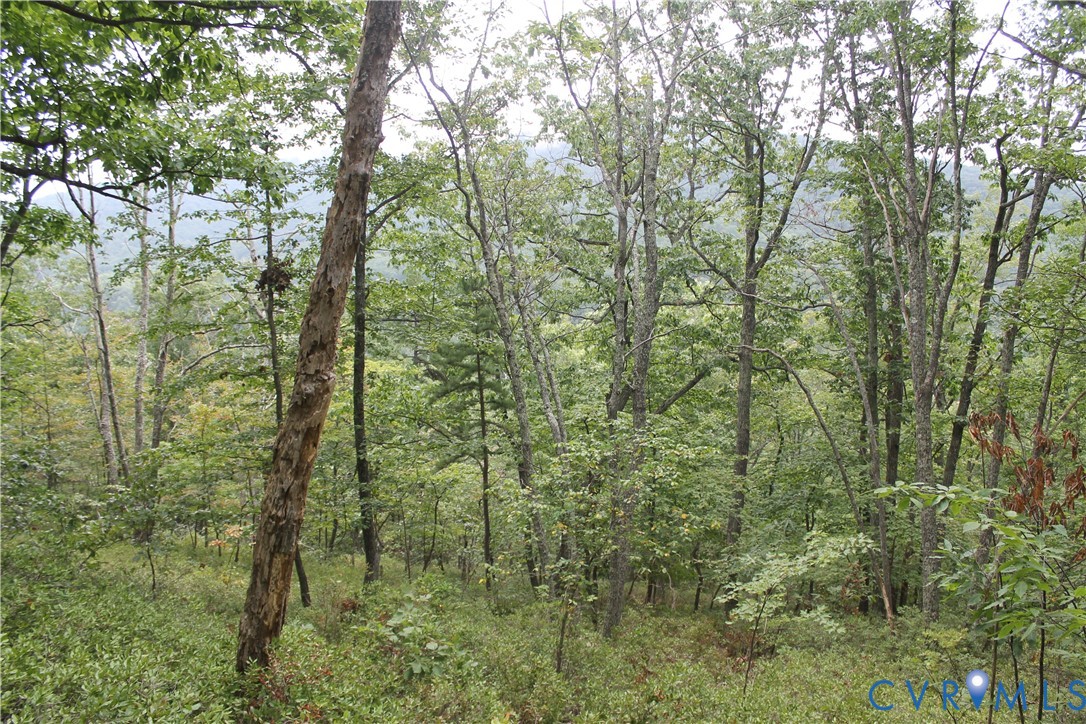 Tbd Fox Run Lane Waynesboro, VA 22980 - Photo 34 of 42 a view of a forest with trees