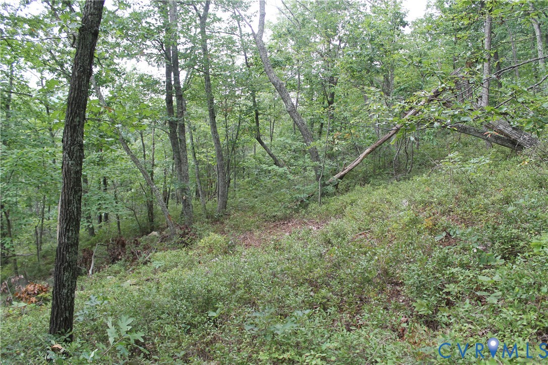 Tbd Fox Run Lane Waynesboro, VA 22980 - Photo 35 of 42 a view of a forest with trees