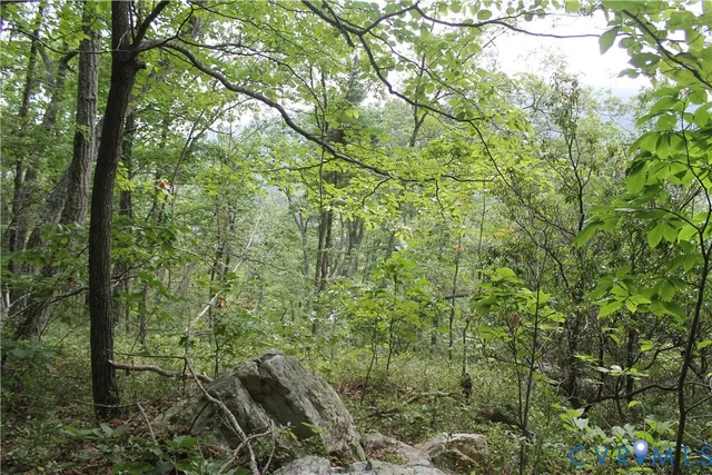 a view of a road with plants and a yard