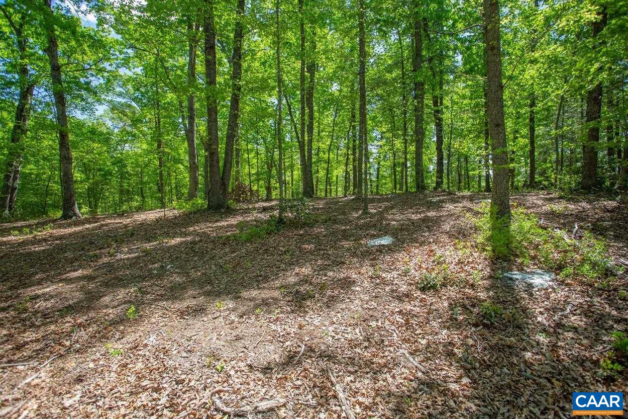 3923 Free Union Road Charlottesville, VA 22901 - Photo 50 of 52 a view of a forest with trees in the background