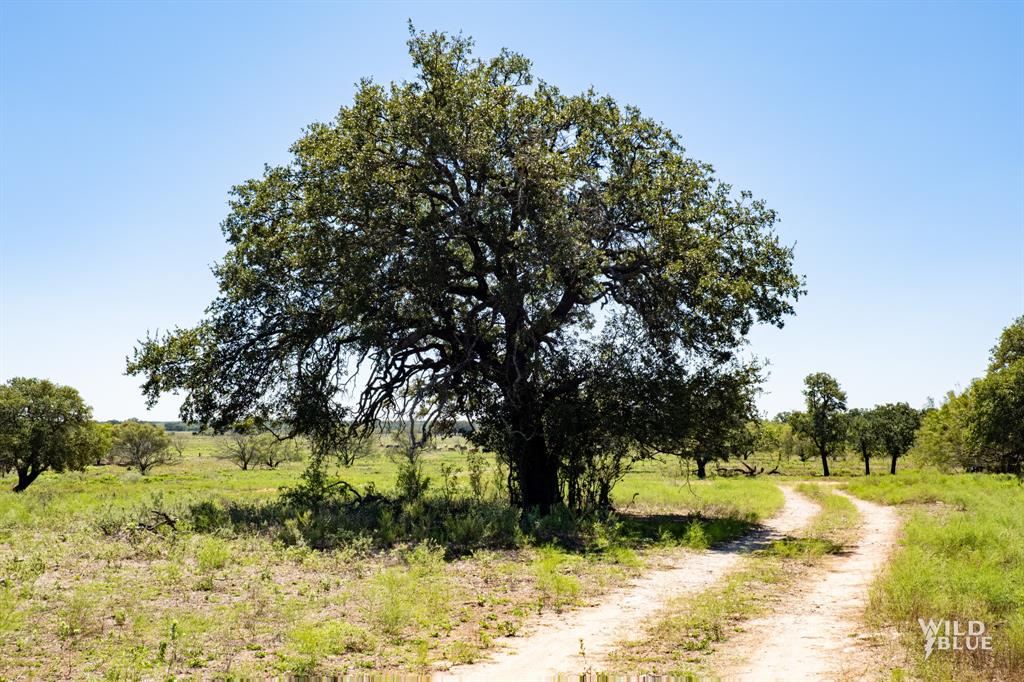 428 County Road 428 Rising Star, TX 76471 - Photo 13 of 30 a view of a yard with a tree