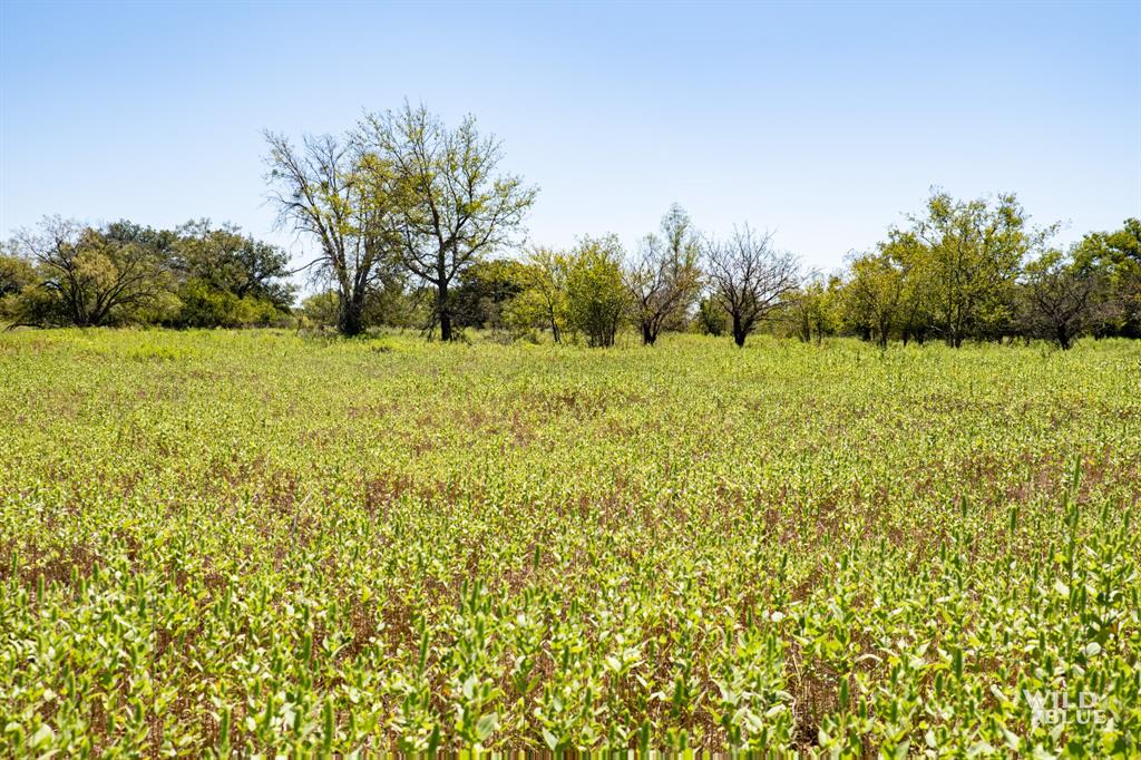 428 County Road 428 Rising Star, TX 76471 - Photo 21 of 30 a view of a yard with an trees