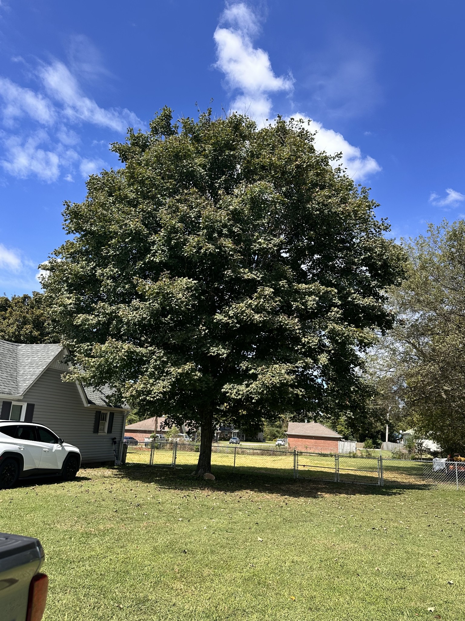 426 Frank Street Lawrenceburg, TN 38464 - Photo 9 of 17 a view of yard with swimming pool and trees