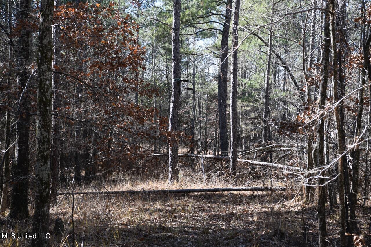 0 Robison Road Batesville, MS 38606 - Photo 10 of 13 (10)Ladder Stand Large