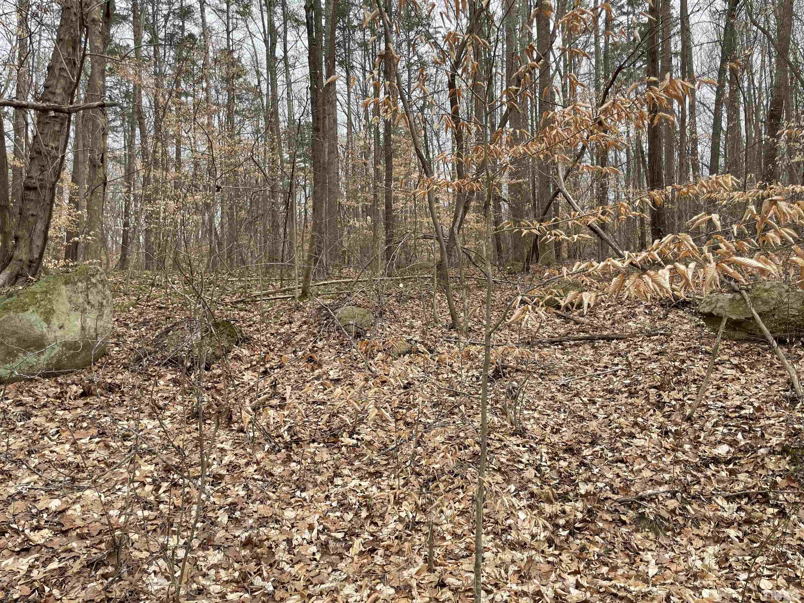 a view of a yard with large trees