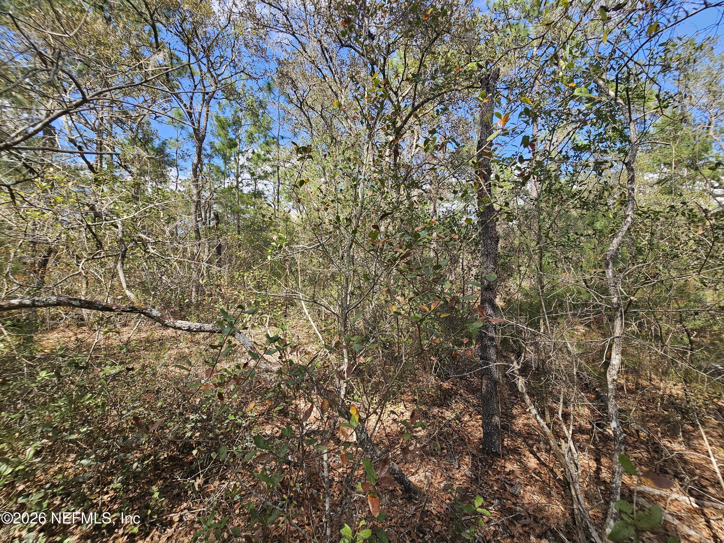 416 Mourning Dove Road Satsuma, FL 32189 - Photo 5 of 22 a view of a tree
