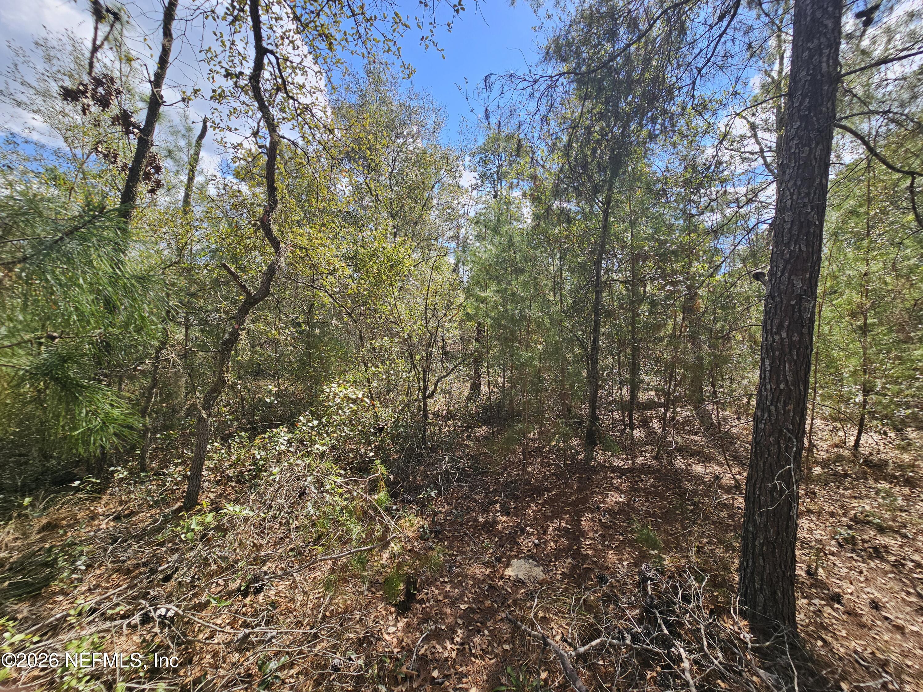 416 Mourning Dove Road Satsuma, FL 32189 - Photo 7 of 22 a view of a forest that has a tree