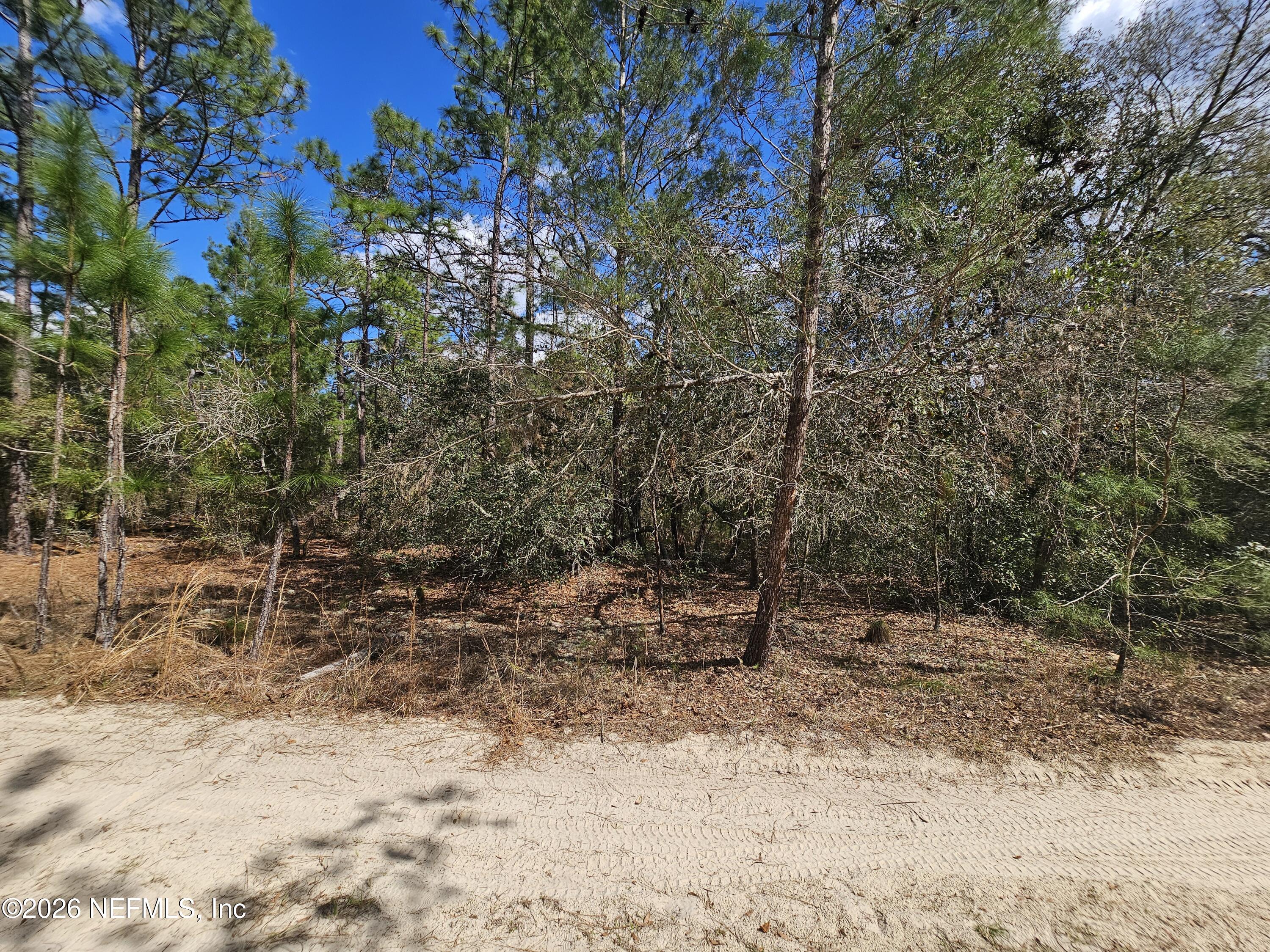 416 Mourning Dove Road Satsuma, FL 32189 - Photo 8 of 22 a backyard of a house with lots of trees