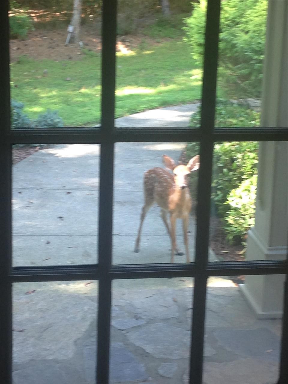 6100 Crupper Court Raleigh, NC 27613 - Photo 6 of 15 Animal Sightings