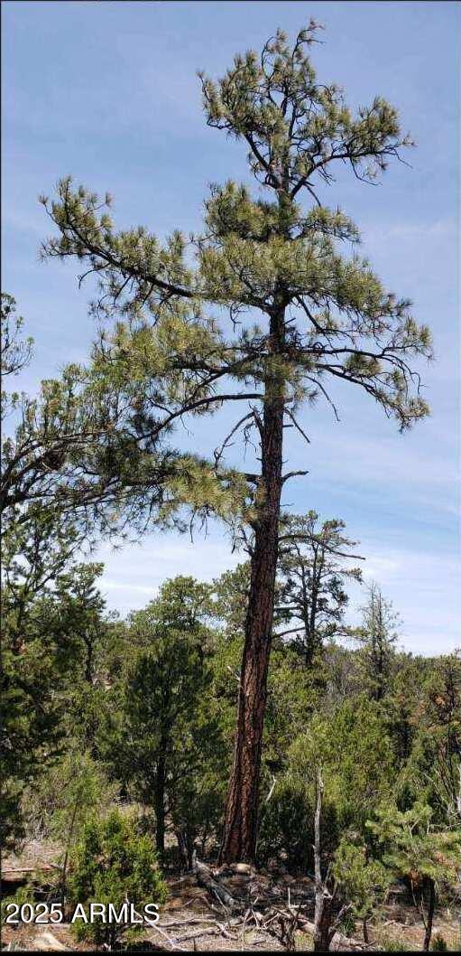 5113 Sunset Ridge Loop, Unit 187 Happy Jack, AZ 86024 - Photo 5 of 12 a view of a tree in a yard with a tree