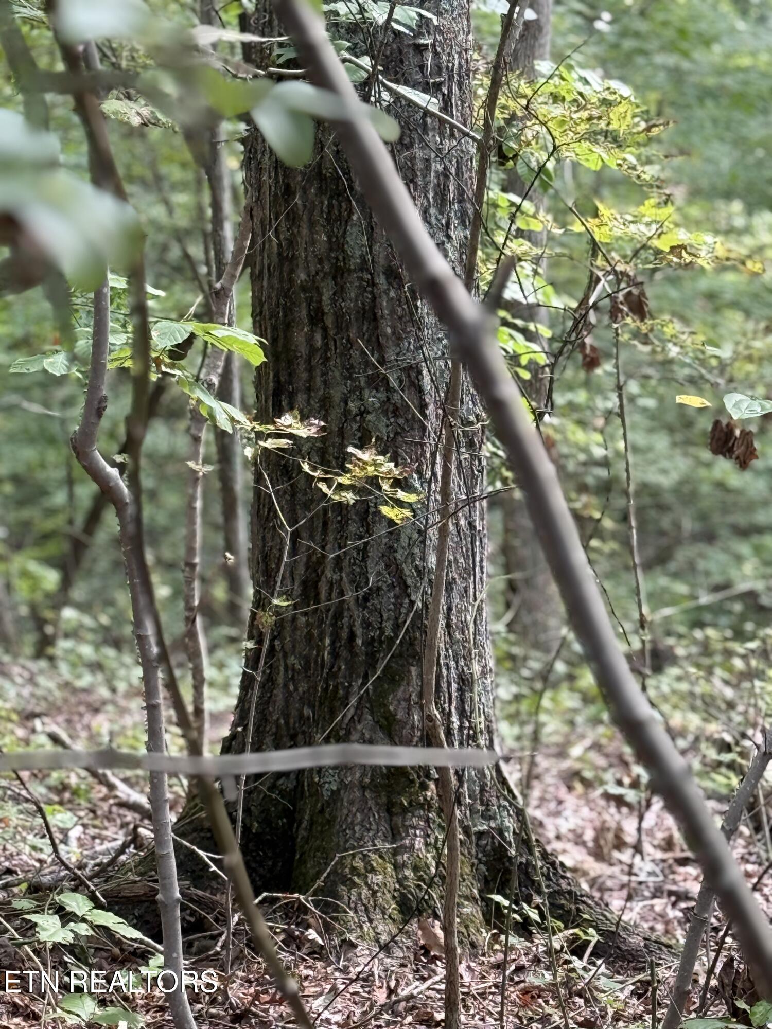 Riddle Street Dayton, TN 37321 - Photo 3 of 8 IMG_9234