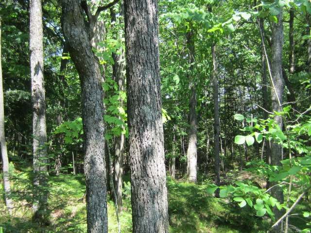 Lot 203 Camp Nokomis Road Mercer, WI 54547 - Photo 4 of 9 Gallery Image 4