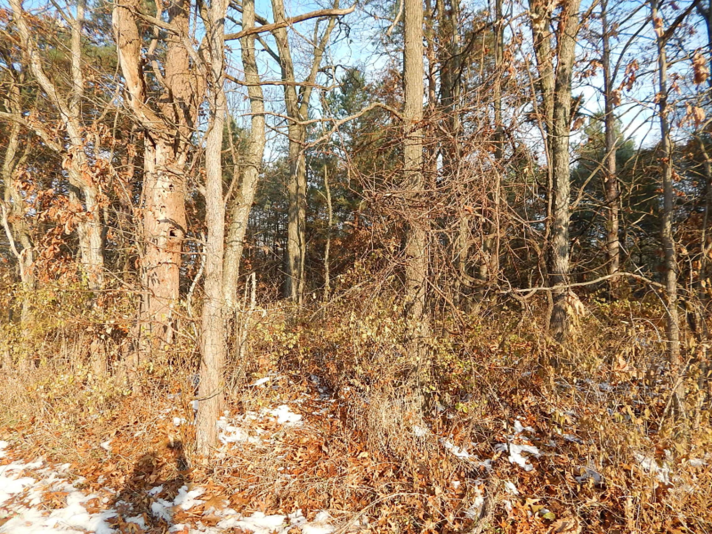 Lot 6 Johnson Road Three Rivers, MI 49093 - Photo 4 of 4 DSCN5666