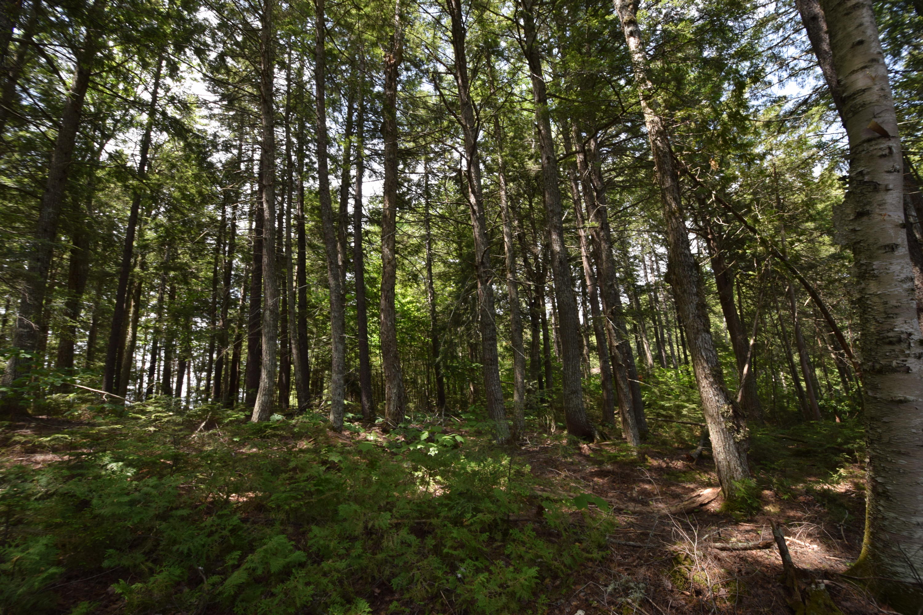 0 Chadwick Pt Road Weston, ME 04424 - Photo 9 of 20 Fairly level lot...