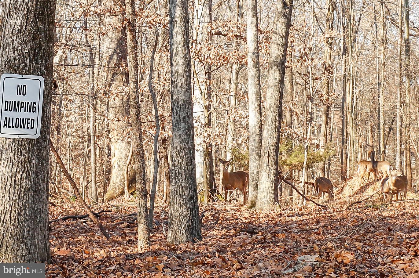 10604 Willowbrook Drive Potomac, MD 20854 - Photo 4 of 16