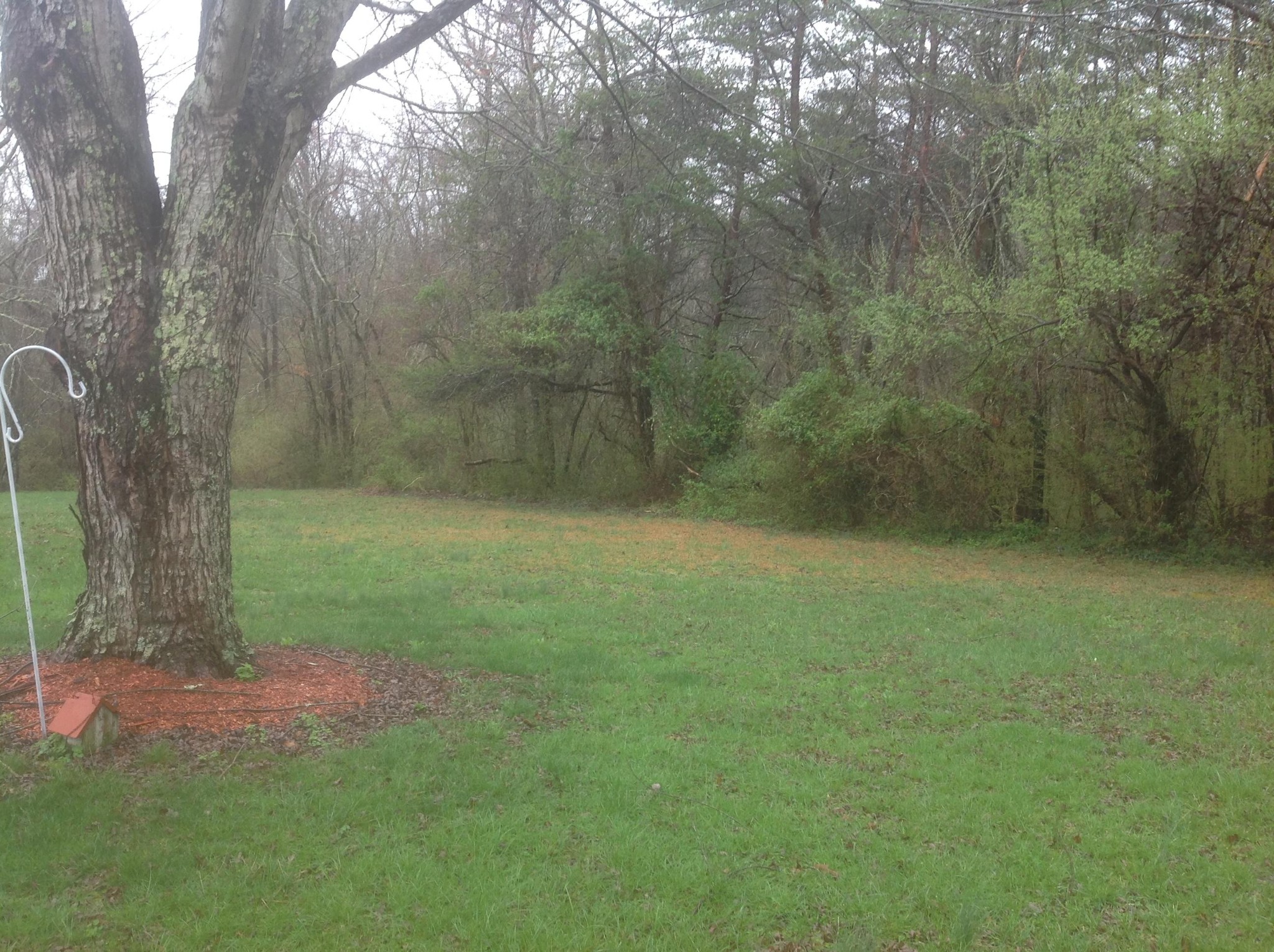 703 Deep Draw Road Crossville, TN 38555 - Photo 27 of 40 a view of a yard with a tree