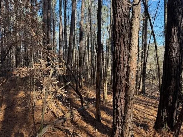 a view of a forest with trees
