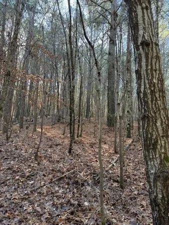 a view of a forest with trees in the background
