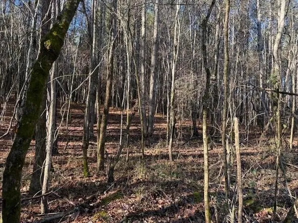 a view of a backyard with trees